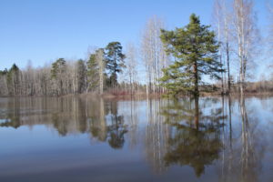 Стенин Кедр