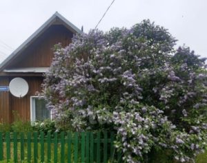 Черемшанка