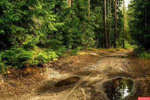 Смородинка