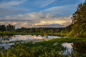 Северная Чернушка