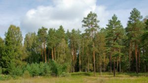 Новосёлова