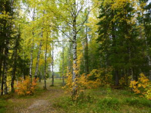 Шевелёвское