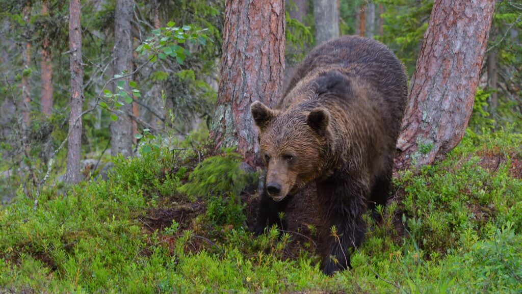 Природа Челябинской области