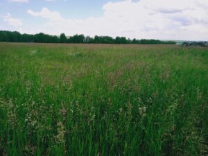 Большая Куйсарина