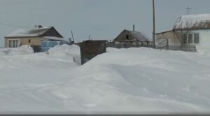 Коноплянка