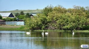 Мартыновка