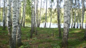 Берёзовая Роща